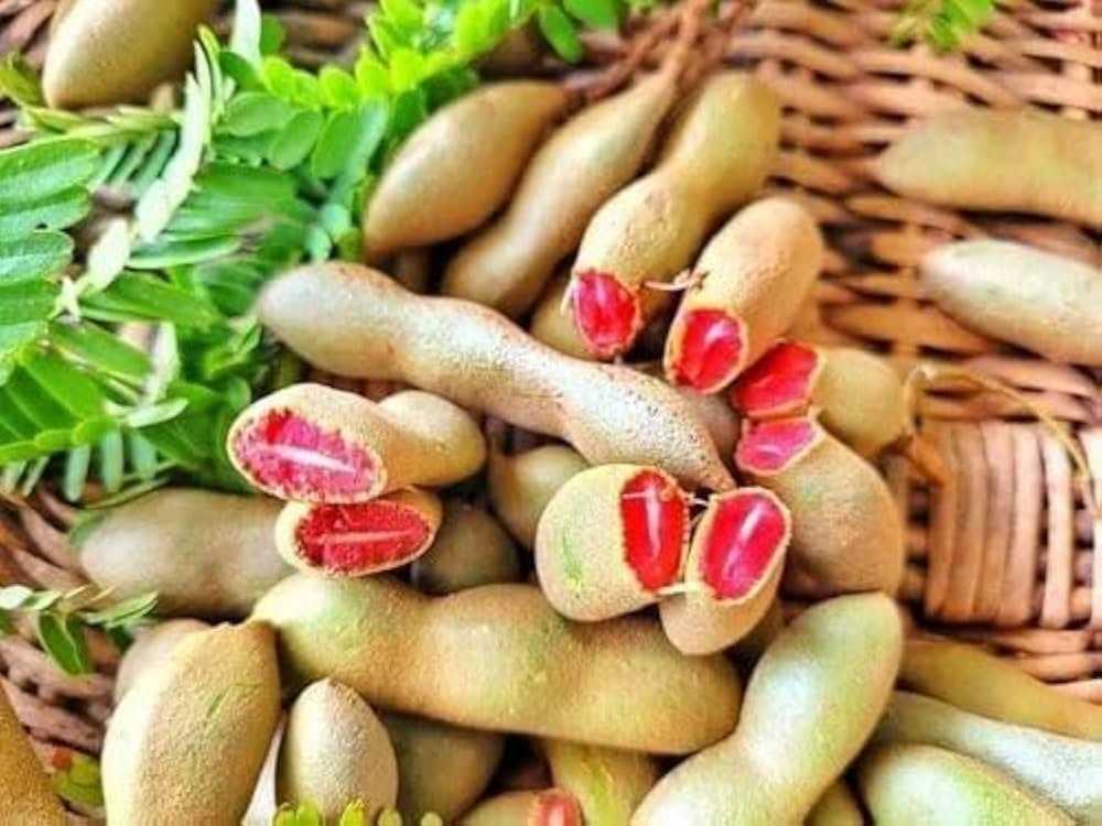 Red Sweet Tamarind (લાલ મીઠી આમલી)